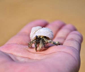 Close-up of hand holding crab