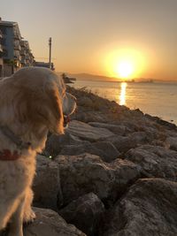 Dog on rock at beach against sky during sunset