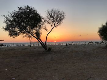 Silhouette trees on beach against sky at sunset