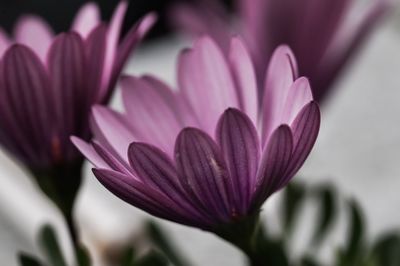 Close-up of pink flower