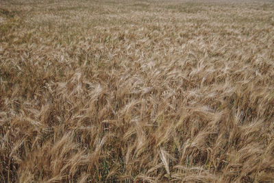 Close-up of wheat field