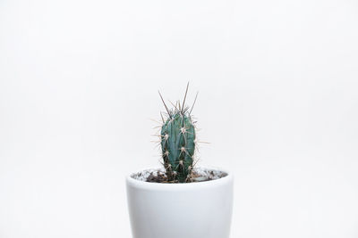 Close-up of potted plant against white background