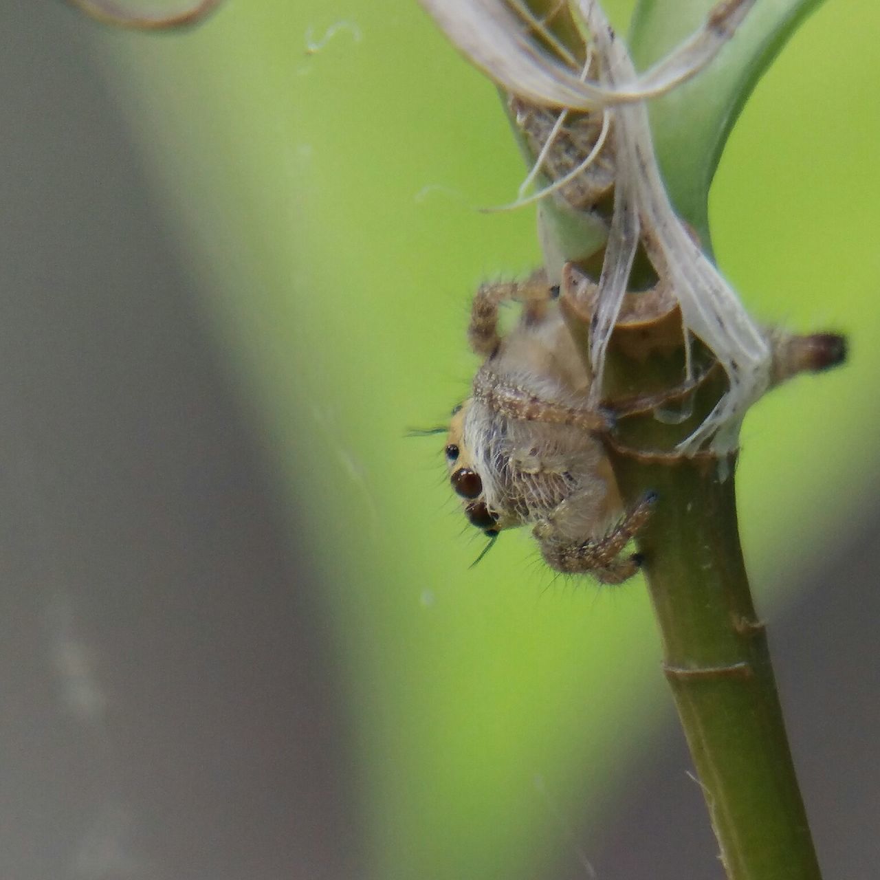 insect, animals in the wild, one animal, animal themes, no people, green color, spider, nature, close-up, day, animal wildlife, outdoors, beauty in nature