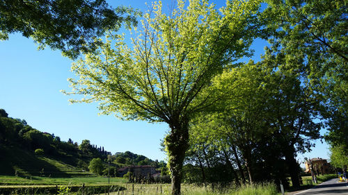 Low angle view of trees against clear blue sky
