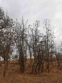 Low angle view of bare trees on field against sky