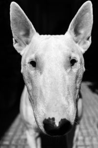 Close-up portrait of dog