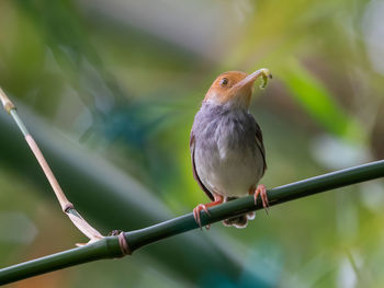 Close-up of bird perching on branch