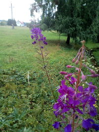 Purple flowering plants on field