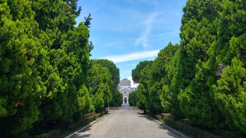 Road passing through forest