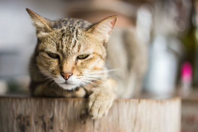 Close-up of cat on wooden surface