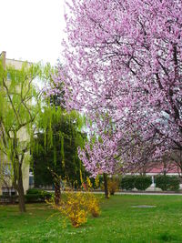 View of cherry blossom in park