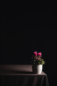 Close-up of flower vase against black background