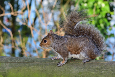 Side view of squirrel