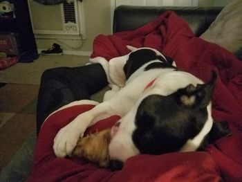 Close-up of dog sleeping