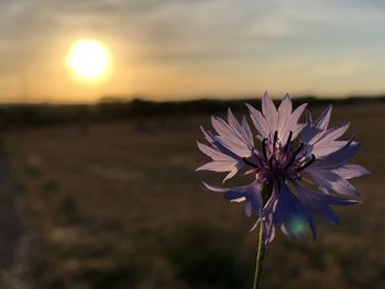 Close-up of purple flowering plant on field against sky during sunset