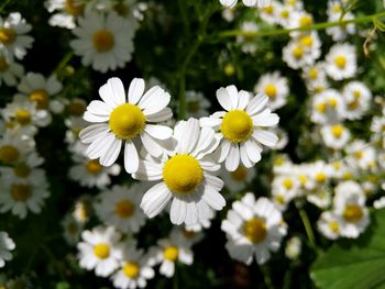 Close-up of white daisy flowers