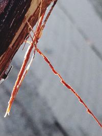 Close-up of frozen plant