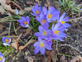 flowering plant