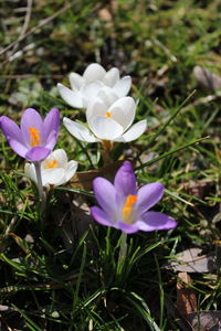 flowering plant