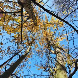 Low angle view of tree against sky during autumn