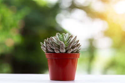 Close-up of succulent plant on table against window