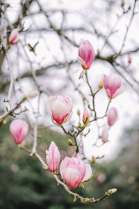 Close-up of pink cherry blossoms in spring