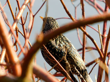 Close-up of a bird perching on branch