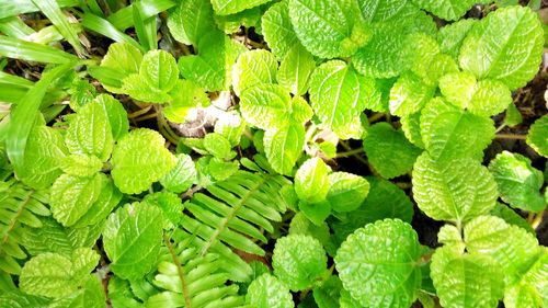 Full frame shot of green leaves