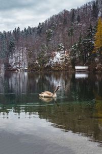 Swan swimming in lake