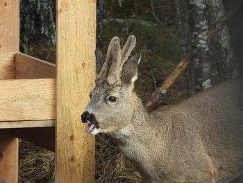 Deer in a forest