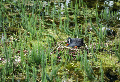 Bird perching on plants in lake