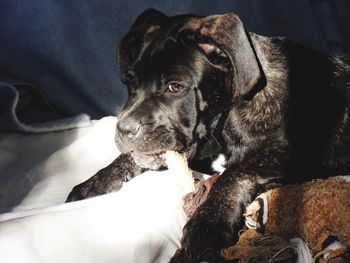 Portrait of dog lying on bed