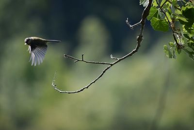 Close-up of bird flying against blurred background