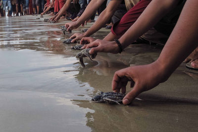 Close-up of hands holding turtles in water