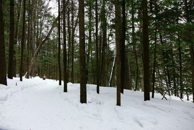 Snow covered trees in forest