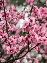 Close-up of pink cherry blossoms in spring