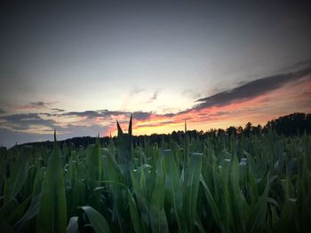 Plants growing on field against sky during sunset
