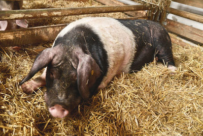 High angle view of pig sitting on hay