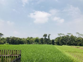 Scenic view of agricultural field against sky