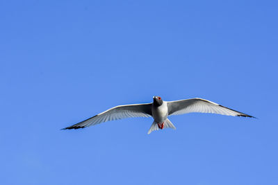 Low angle view of bird flying in sky