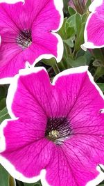 Close-up of pink flowers