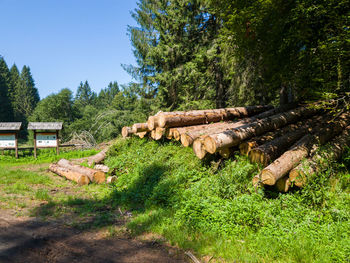 Stack of logs on field against trees in forest