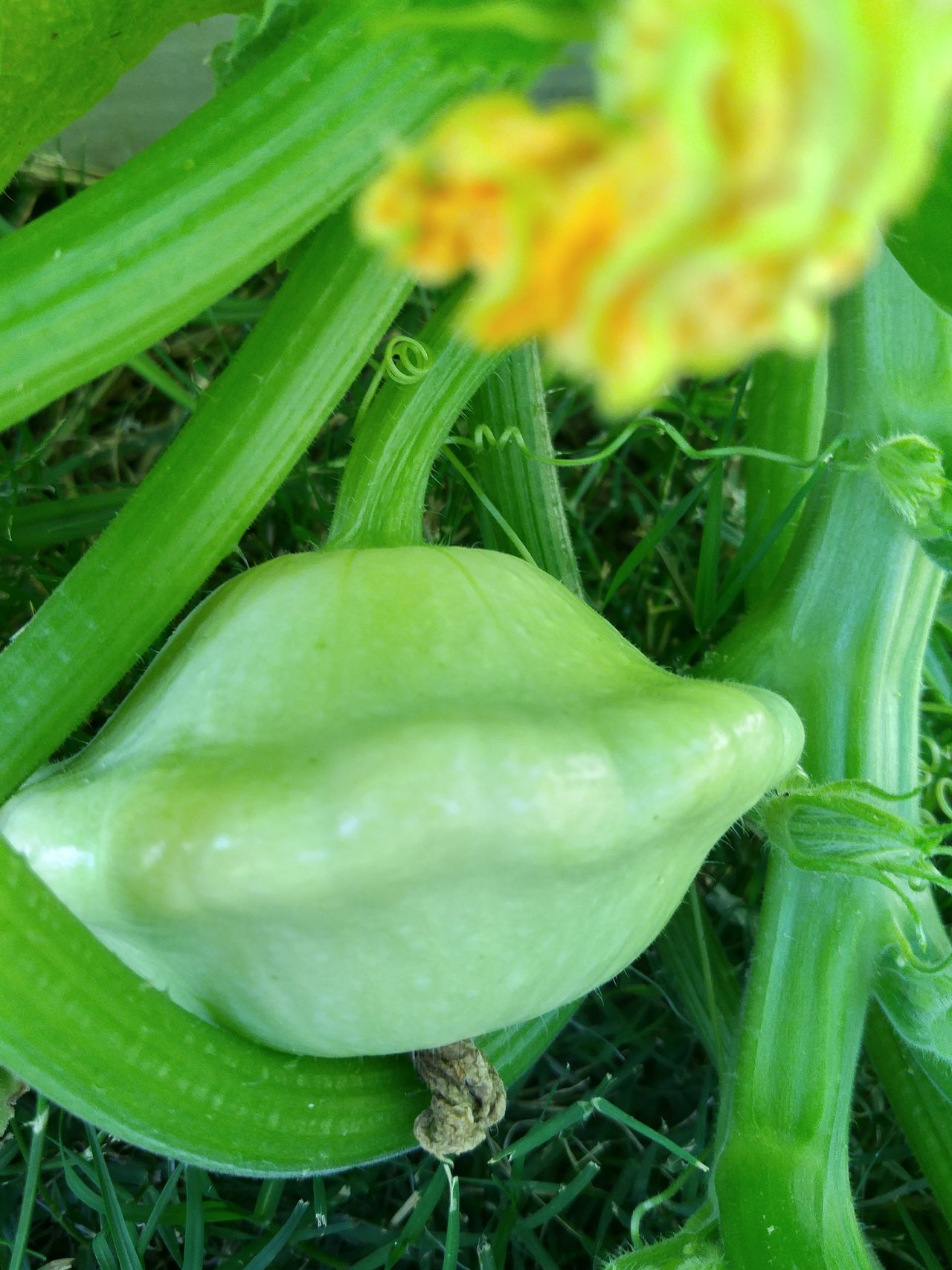 Patty-Pan Squash