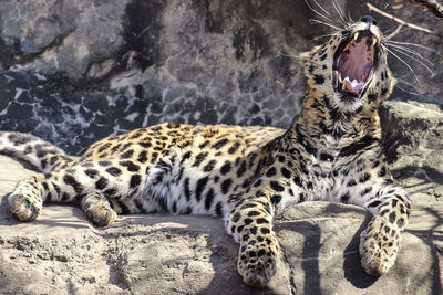 Cat lying on rock