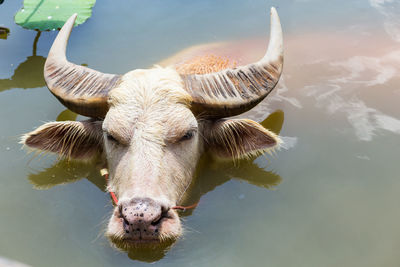 High angle view of buffalo relaxing in water