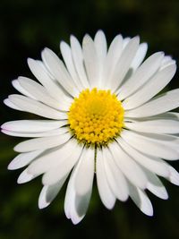 Close-up of white daisy flowers