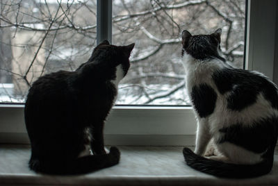 Rear view of cats sitting against glass window at home