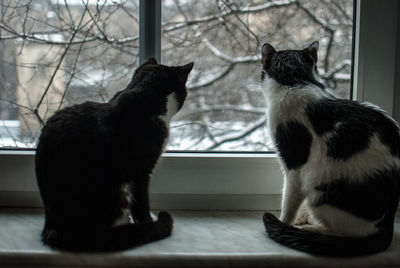 Close-up of kittens sitting on window sill