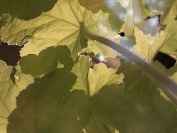 Close-up of leaves