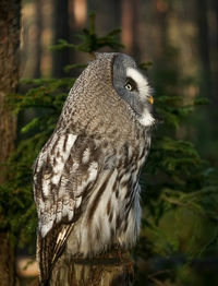 Close-up of owl perching on tree